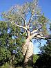 Zamilovan Baobab v Morondav